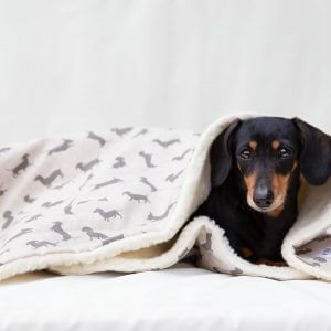 Dachshund Soft & Cosy Dog Blanket Personalised - Fleece From Designed For Dogs Washable Gift Grey Silver Daxie Sausage