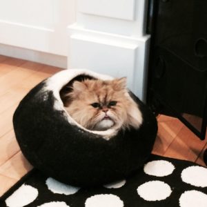Larger Sizes Cat Bed Cave With Free Ball Black Darkness
