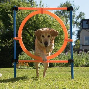 Fun & Sport Dog Agility Jumping Hoop - Diameter 55cm