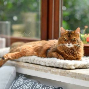 Flat Cat Bed For The Windowsill Or Other Furniture in Many Colors & Sizes