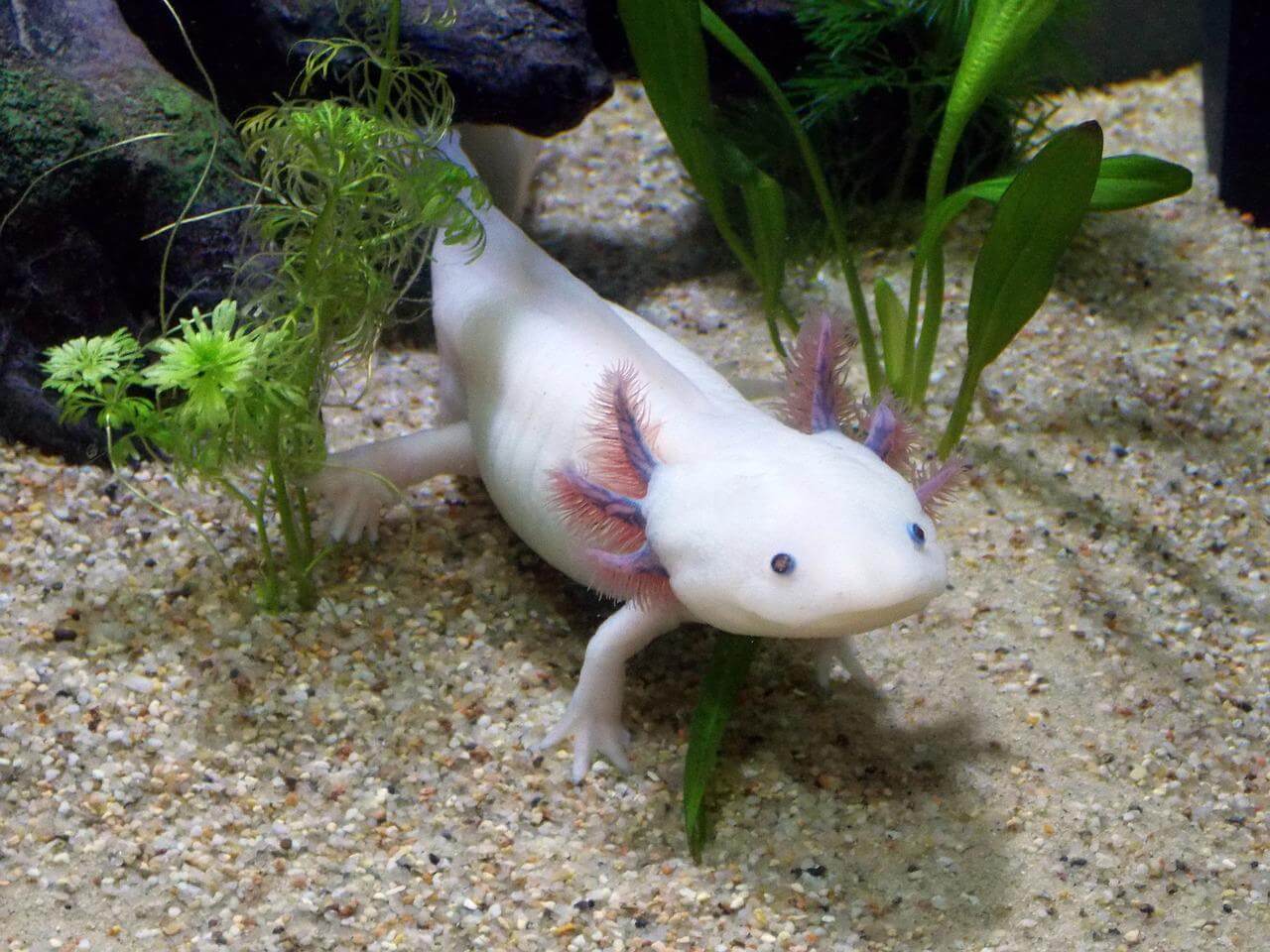 axolotl cost