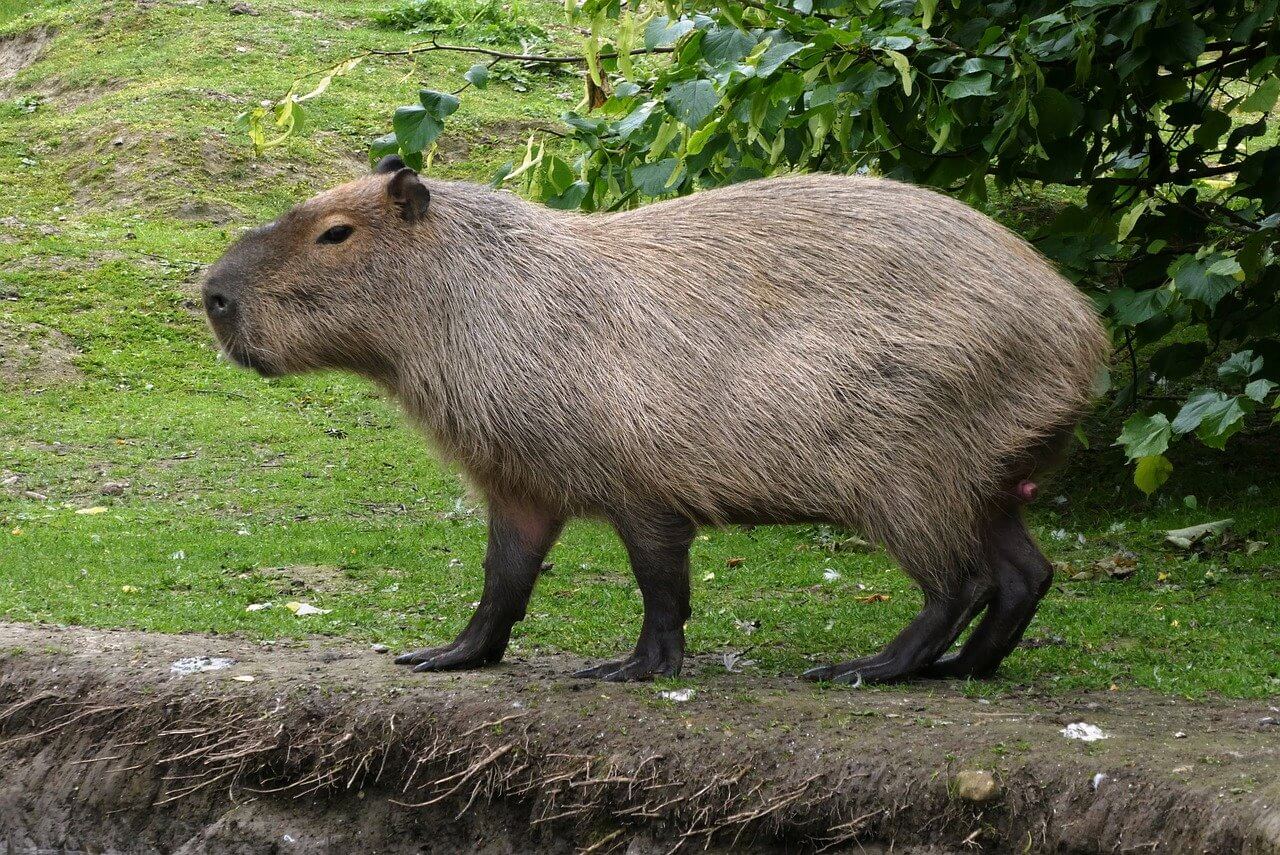 capybara pet