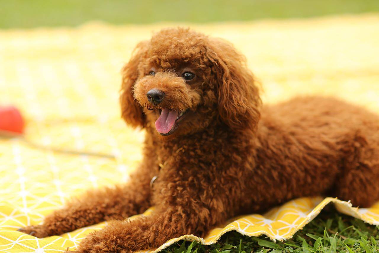 poodle breed types
