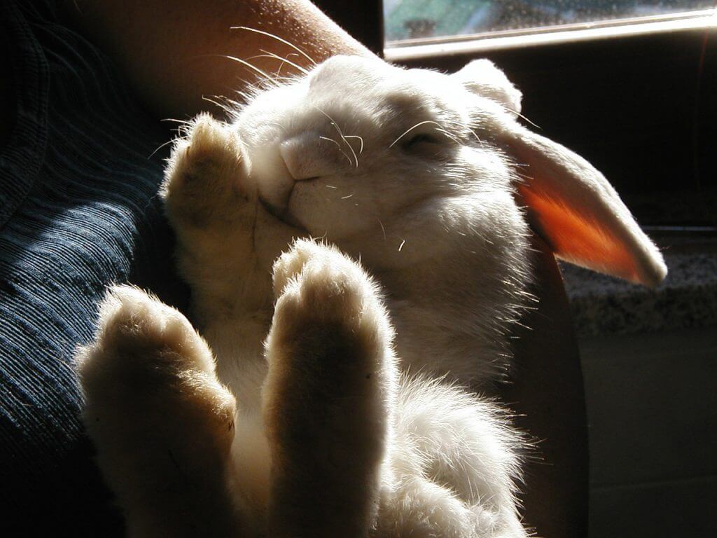 rabbit eats an excess of bananas