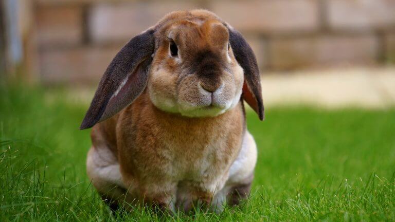 10 Largest Rabbit Breeds in the World (With Pictures) - Rested Paws