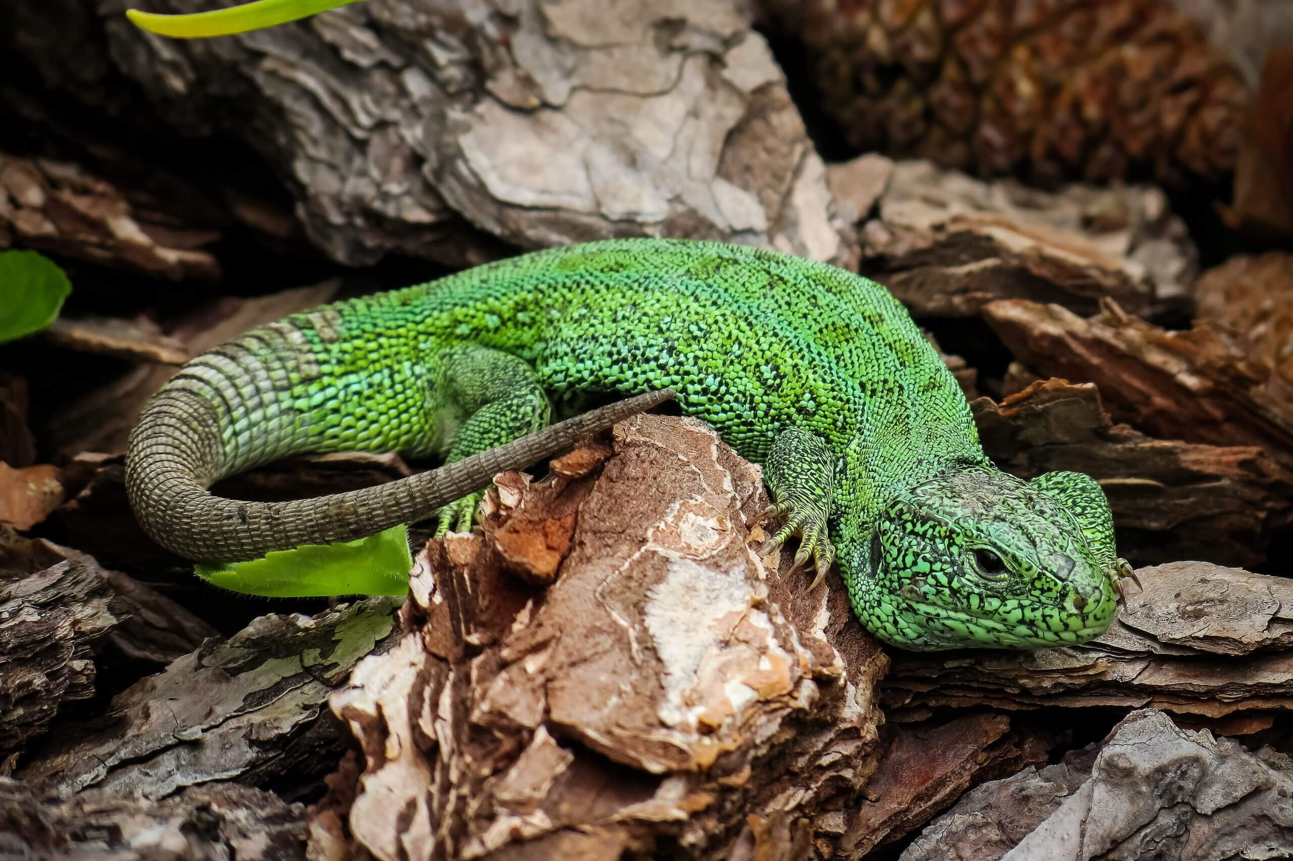 10 Lizard Species Found in Florida