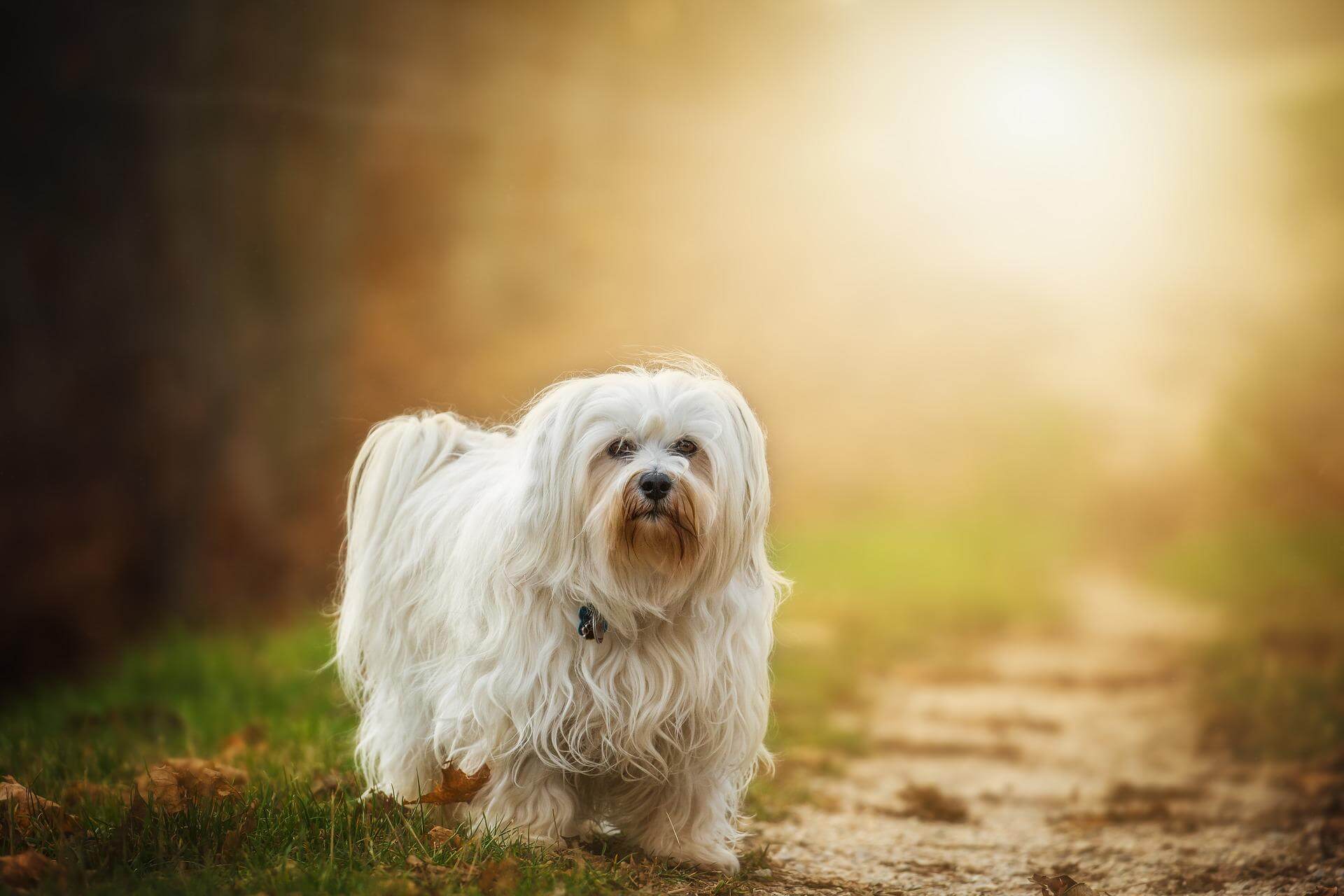12 Long-Haired Dog Breeds