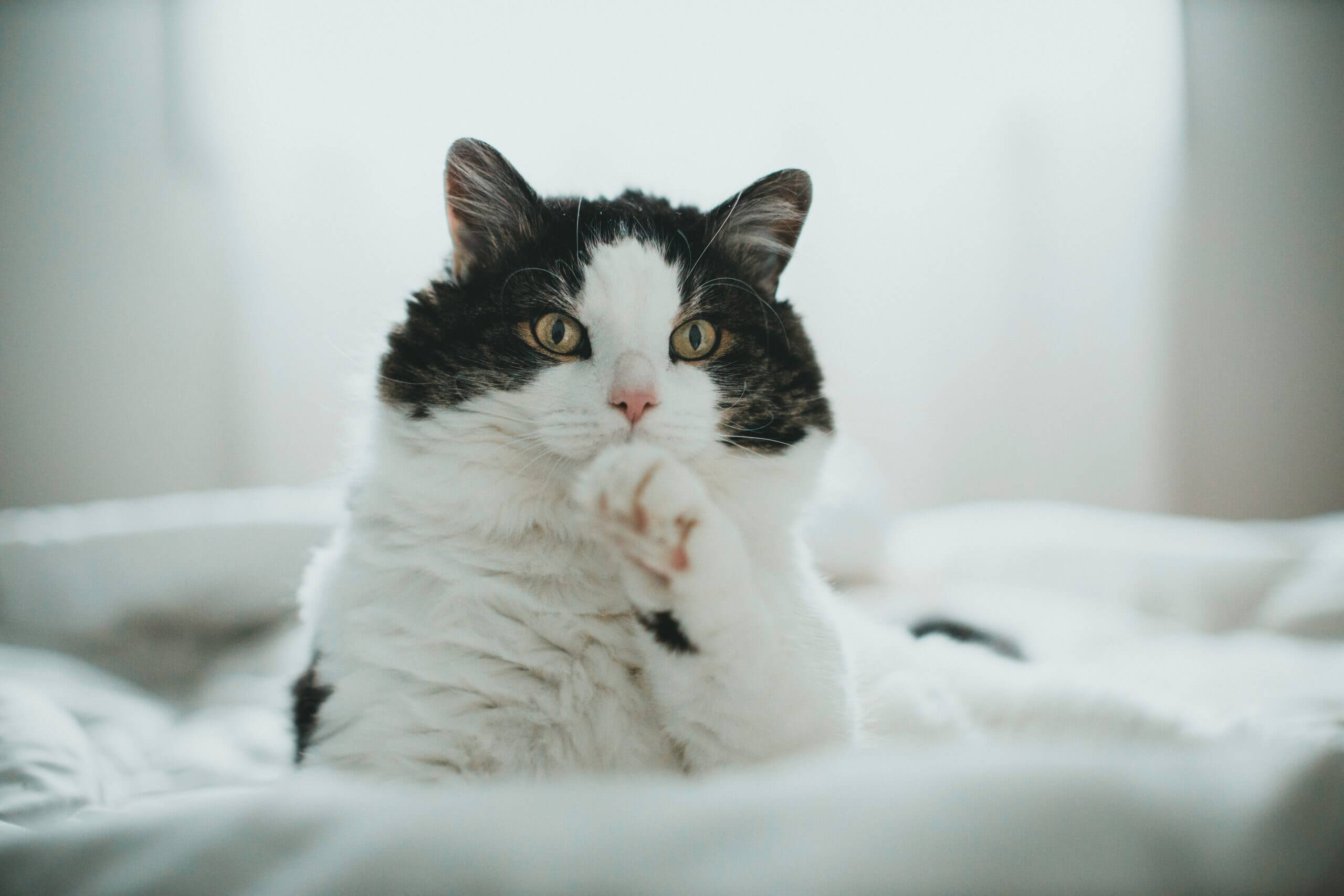 13 of the Most Popular Black and White Cat Breeds