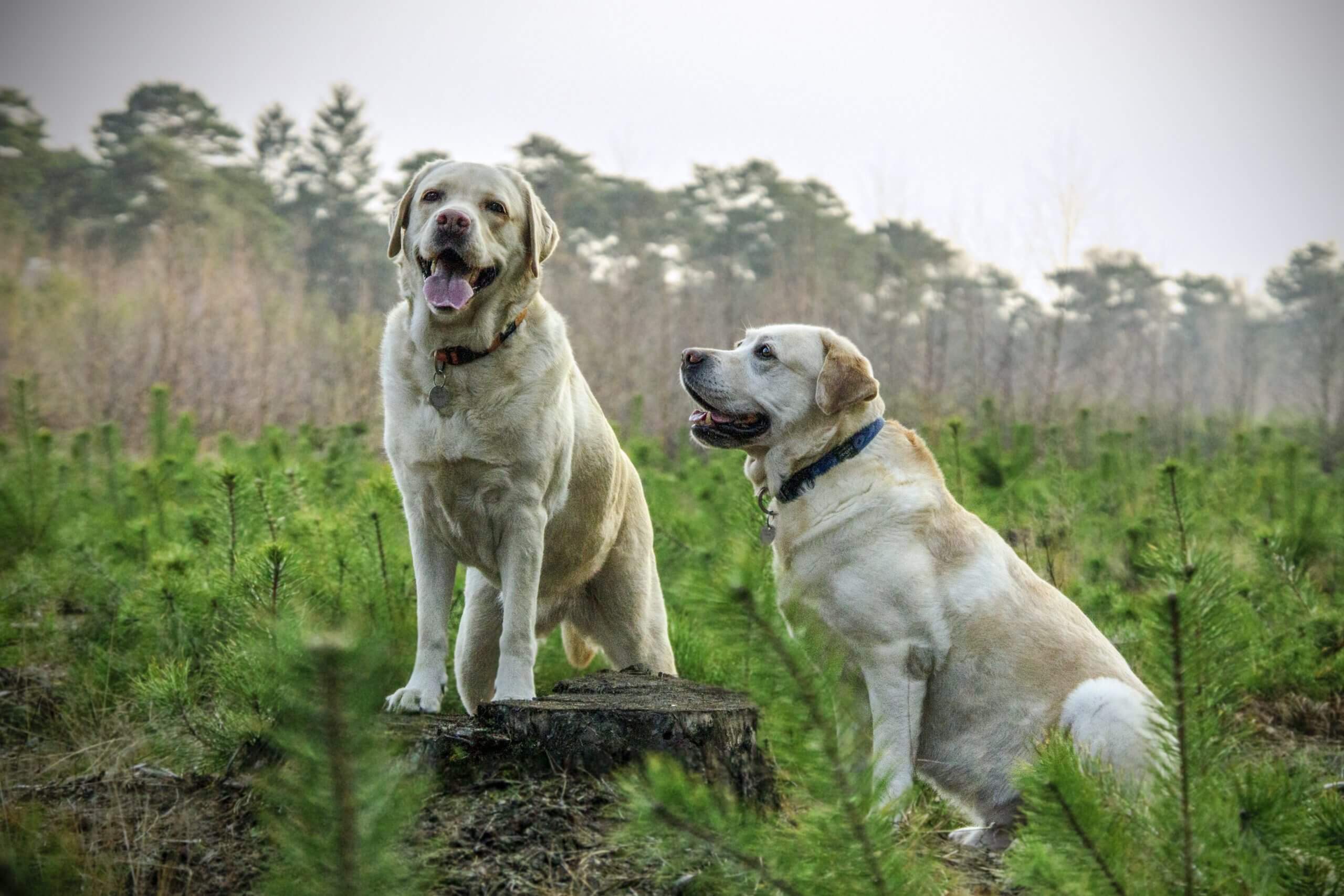 15 Best Hunting Dog Breeds