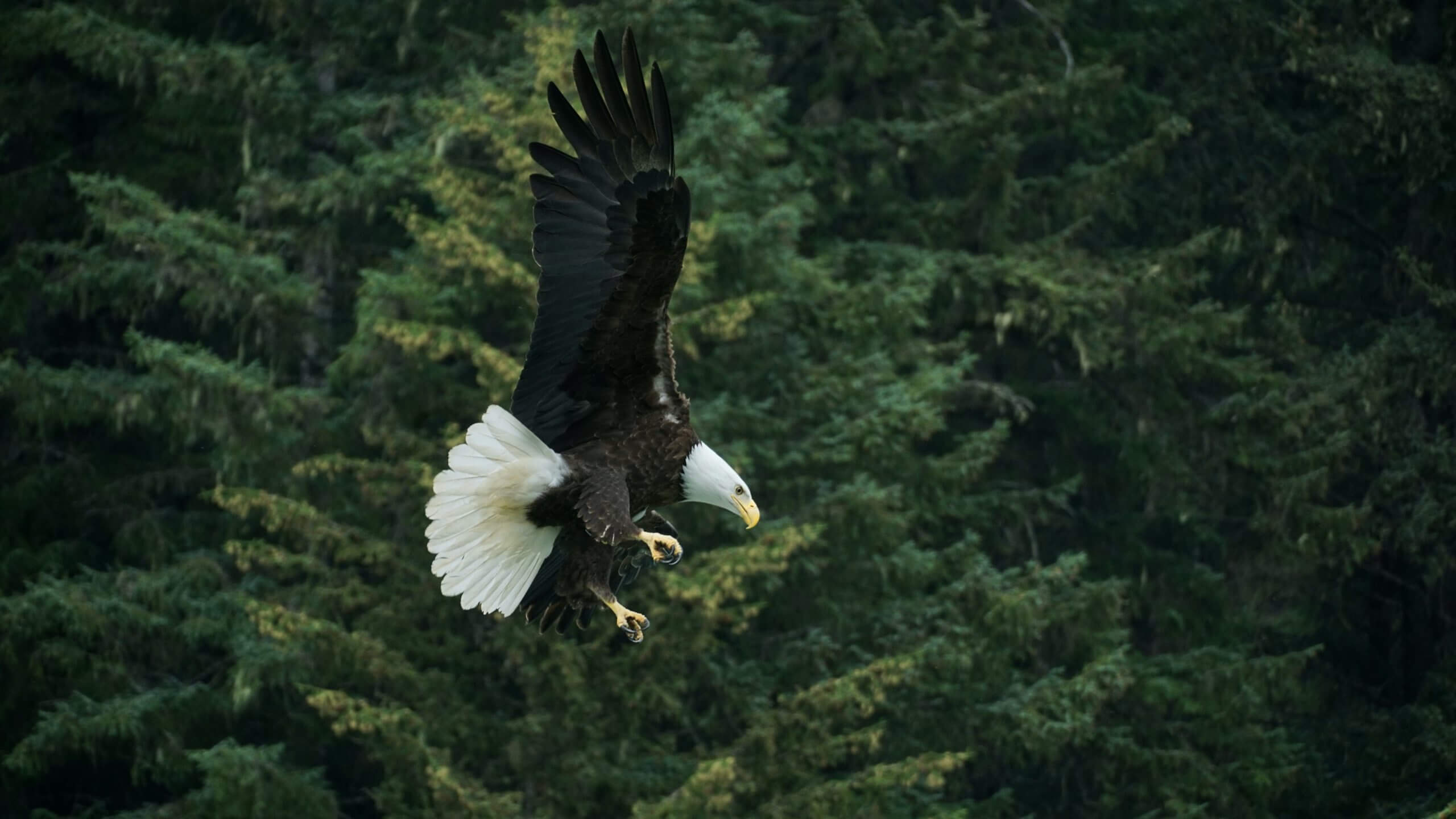 8 Largest Eagles in the World