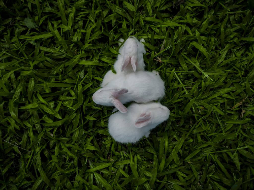 Baby Rabbits