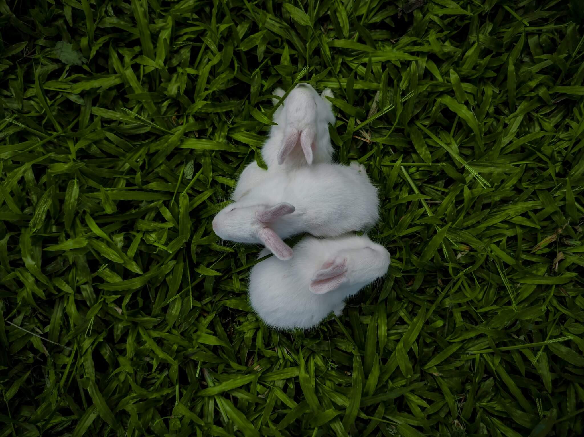 What are Baby Rabbits Called? What You Need to Know! Rested Paws