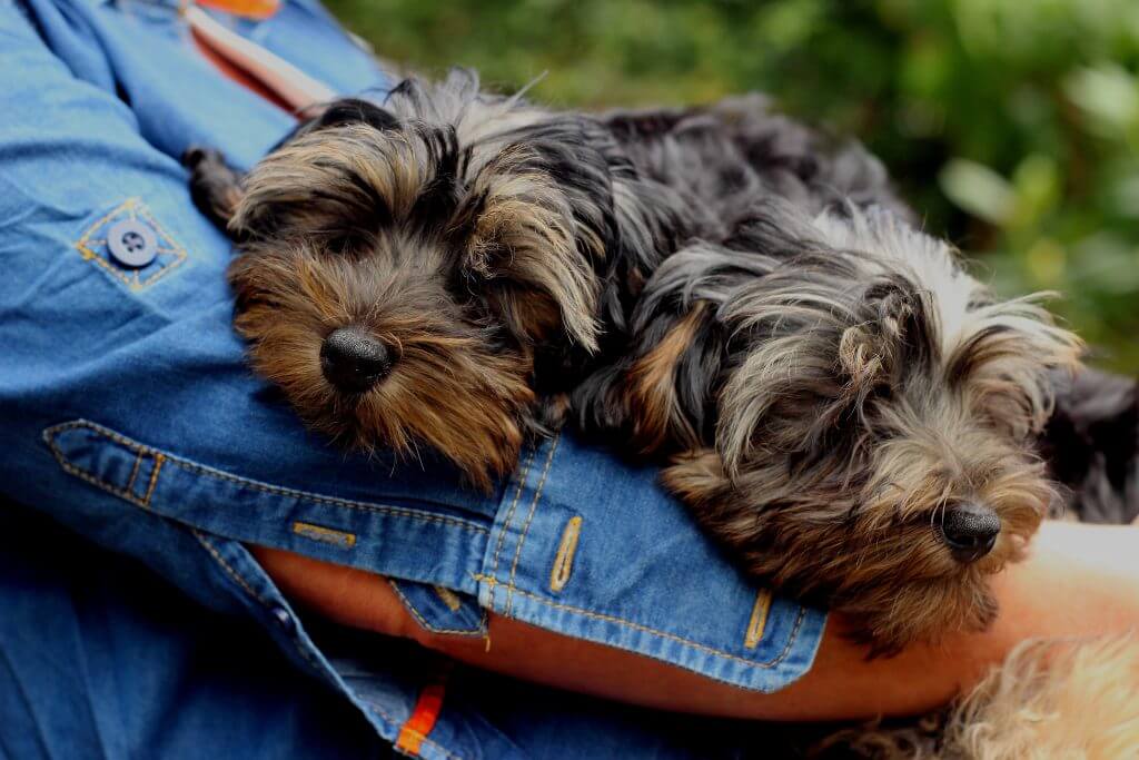 Care requirements for a Yorkie Poo