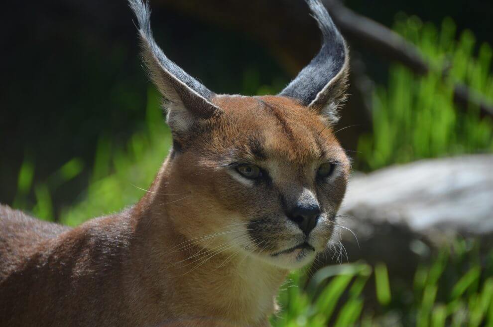 Do Caracals Make Great Pets? Here's What You Need to Know! Rested Paws