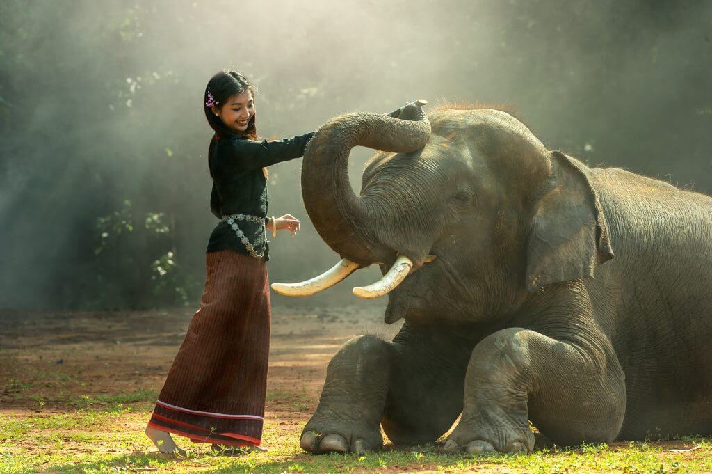 Elephants Love to Eat