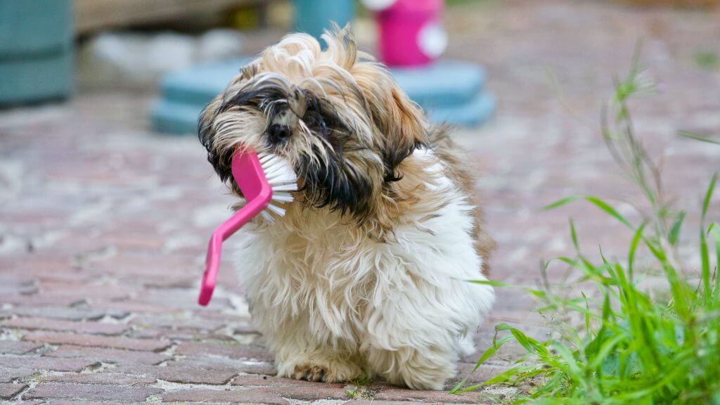 Examples of unique female dog names