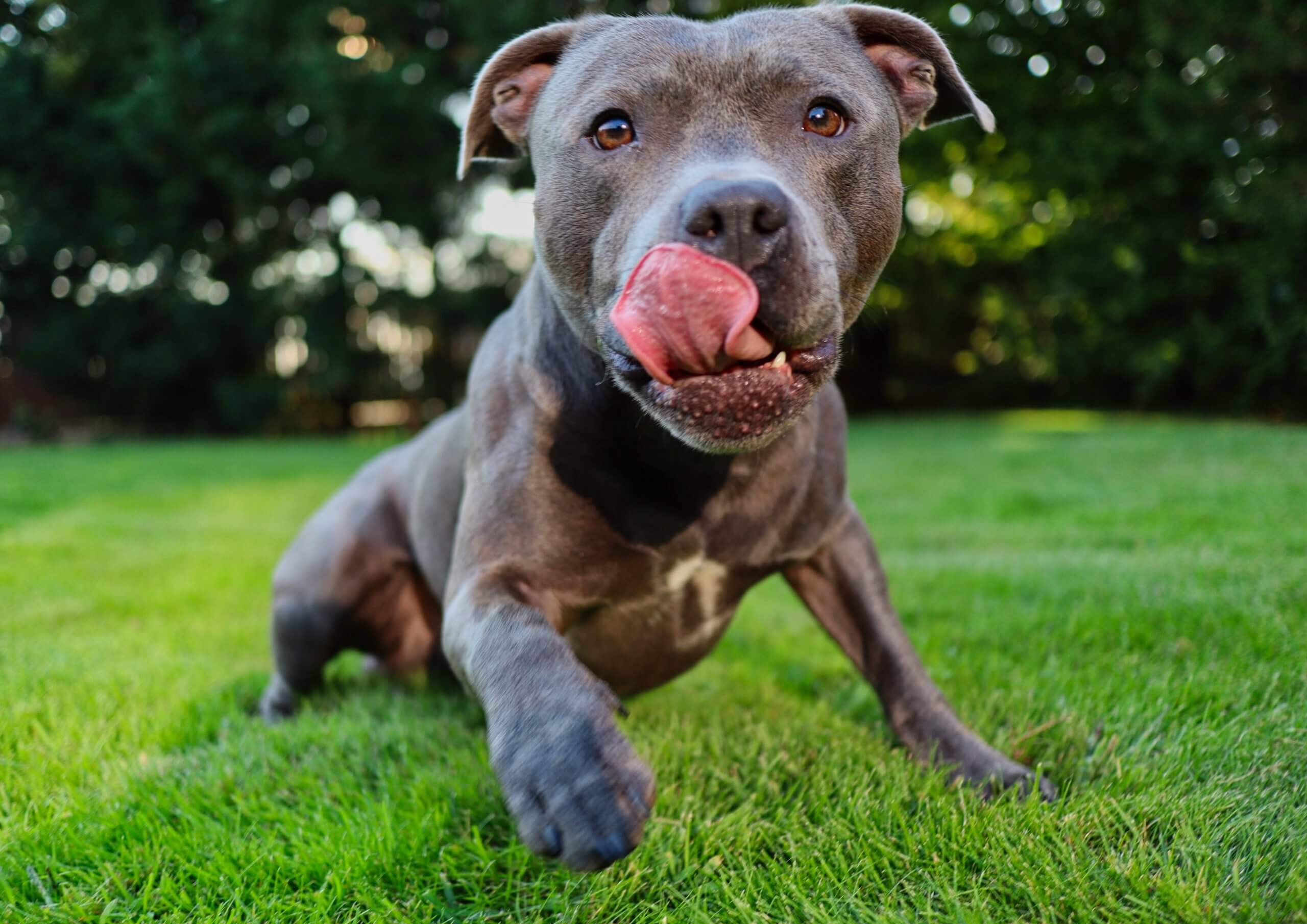 Five Types of Pit Bull Dog Breeds