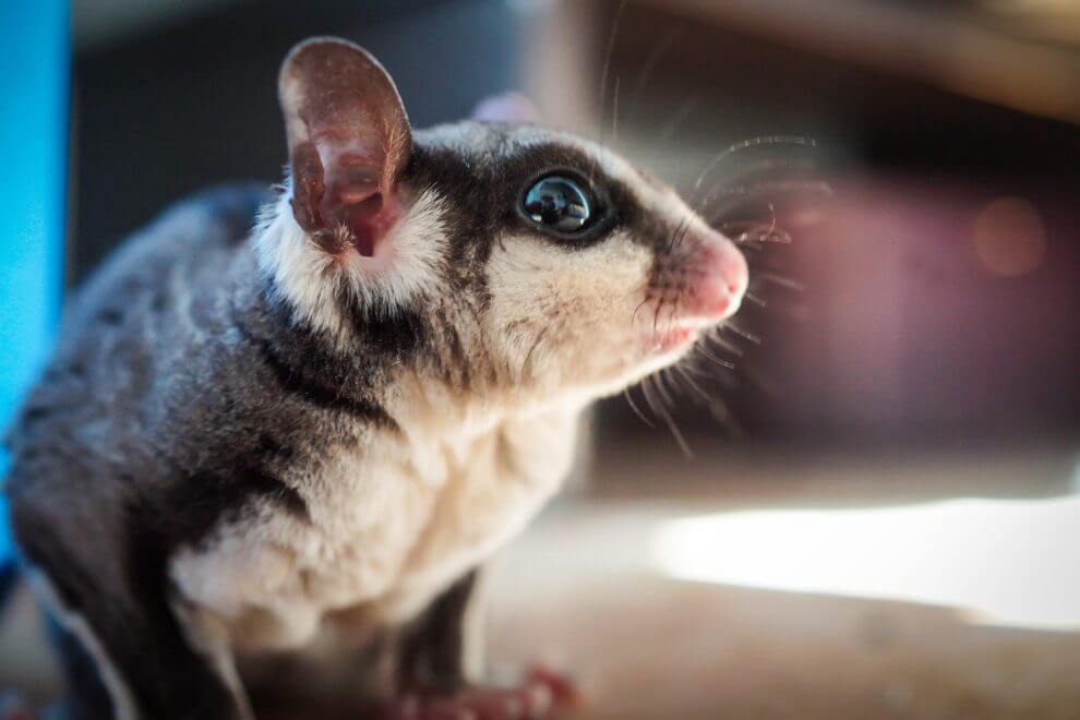 How Much Does a Sugar Glider Cost? (2023 Price Guide) Rested Paws