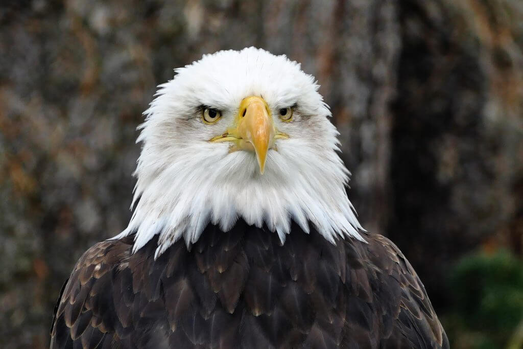 Largest Eagles