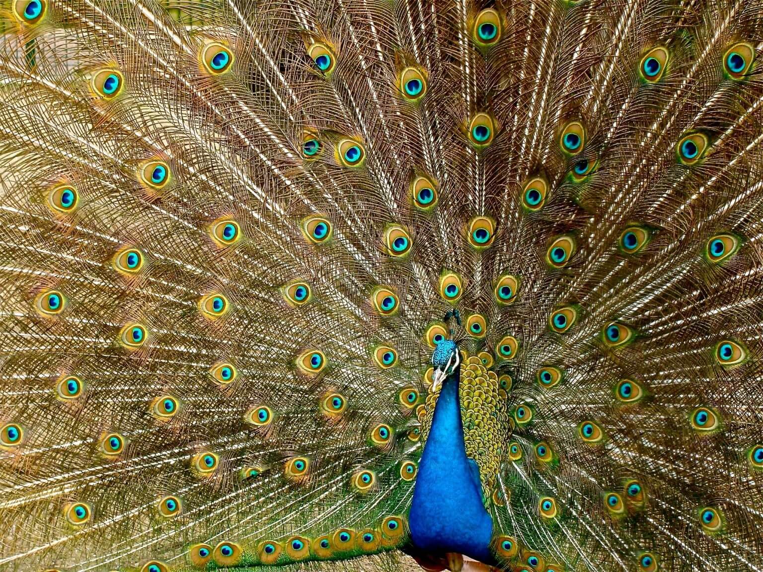 Male vs Female Peacocks How to Tell the Difference (With Pictures