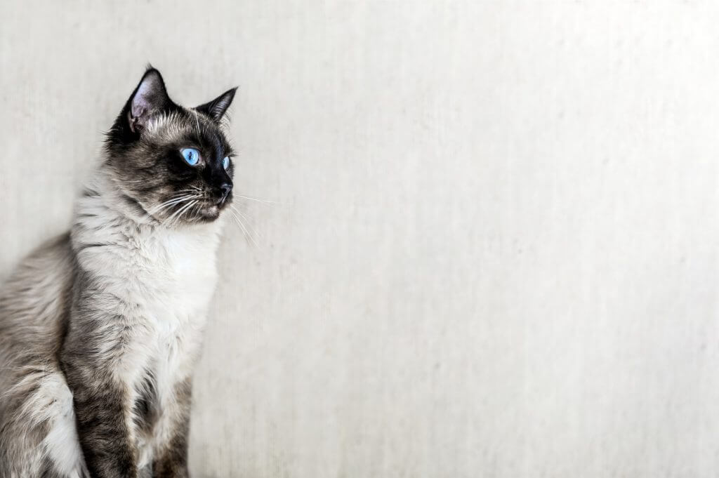 Ragdoll Cat