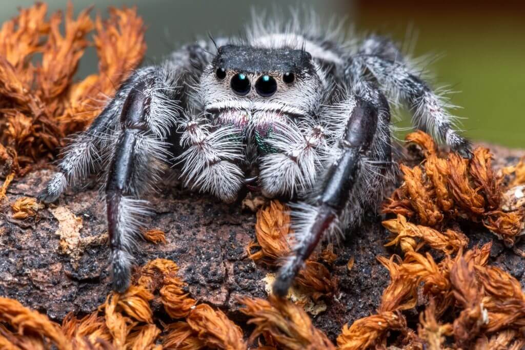 Tarantula 