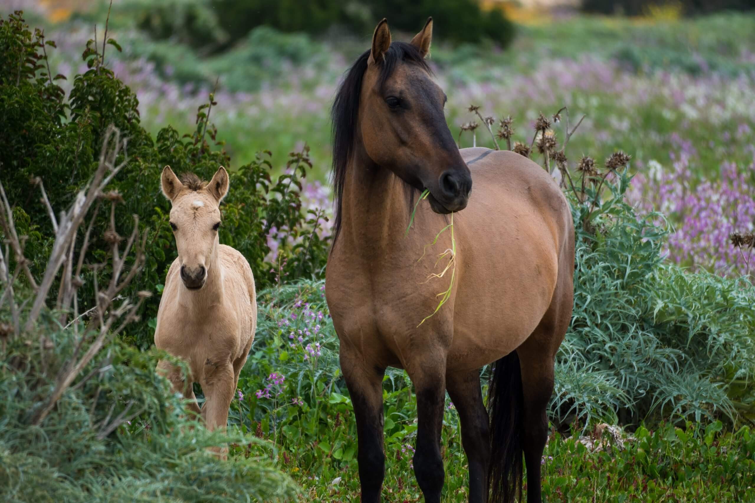 What Is A Baby Horse Called With Pictures Facts Rested Paws