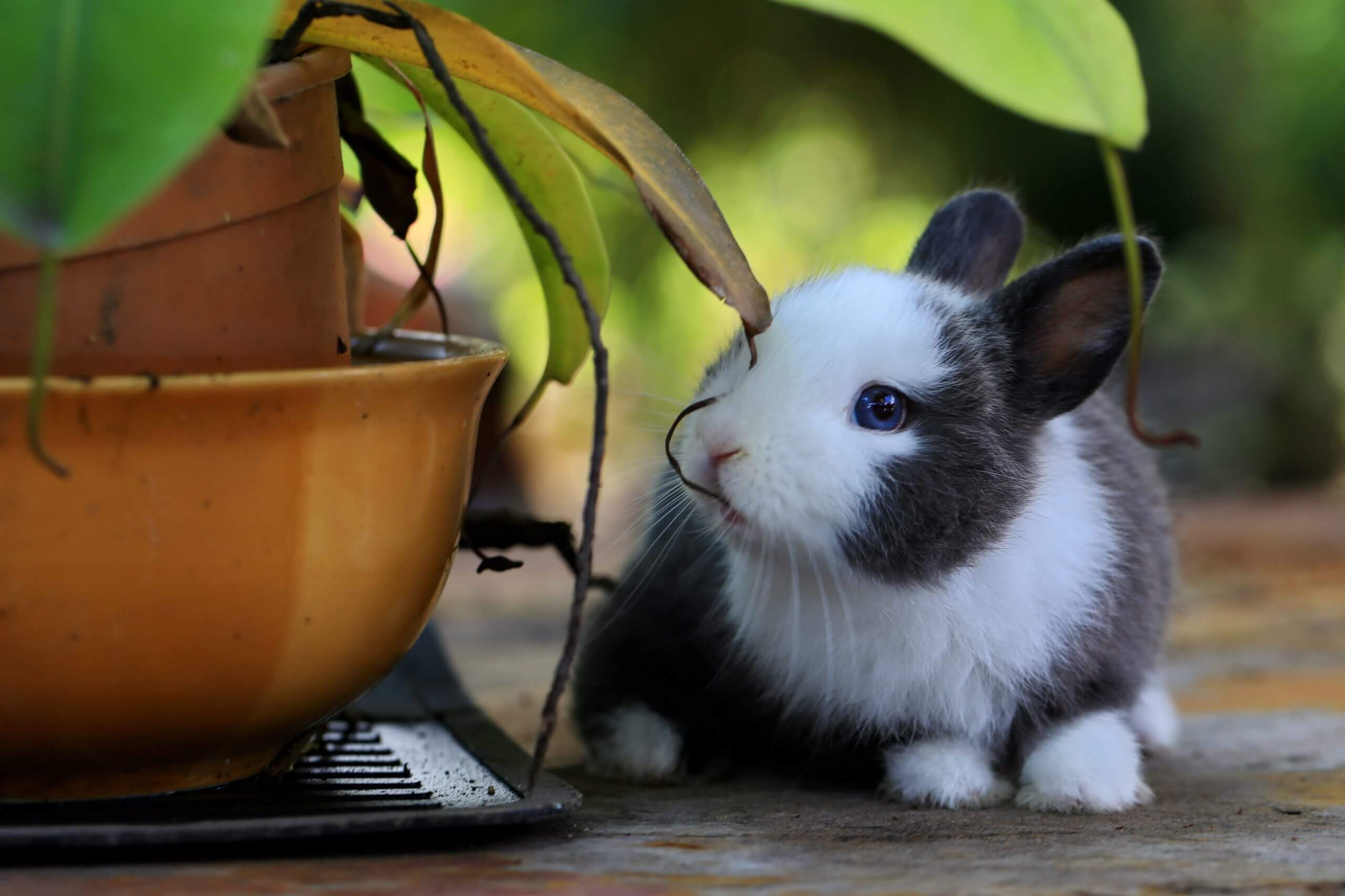 What are Baby Rabbits Called What You Need to Know