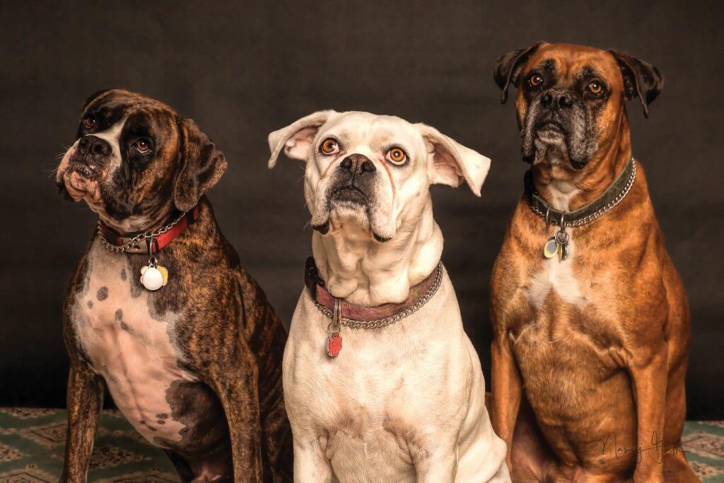 Which hound dog breed is right for you