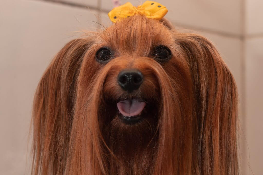 Which long hair dog is right for you