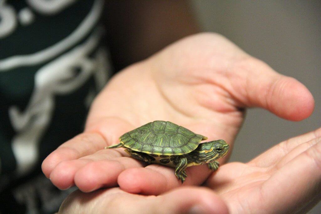 Which mini turtle pet is right for you