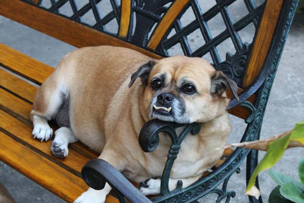 Which short haired dog breed is right for you