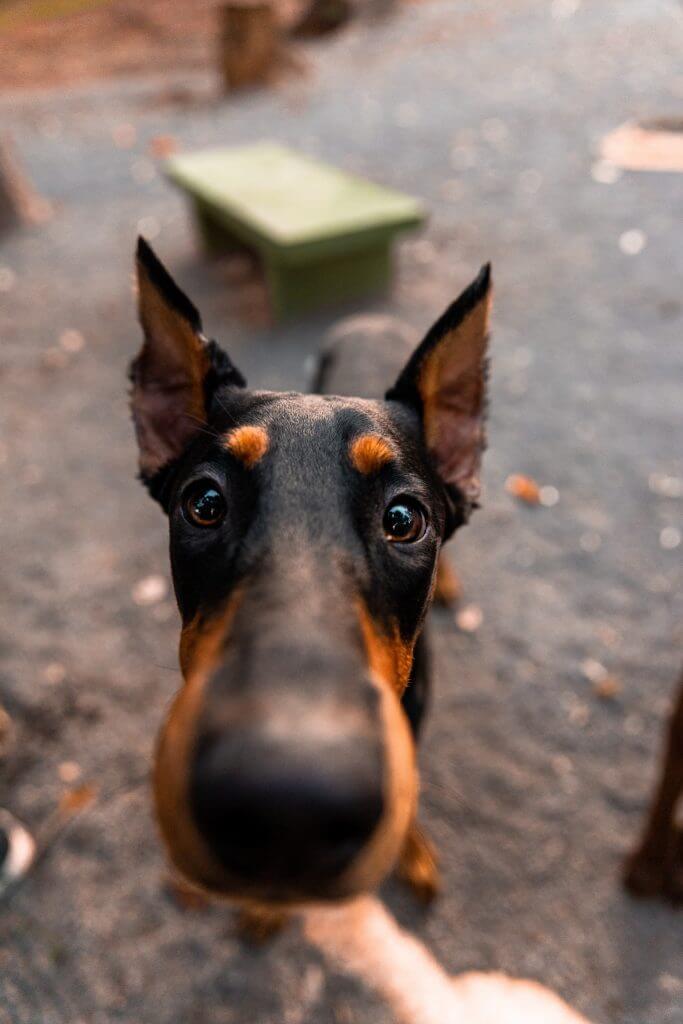 Why should I use Doberman ear cropping