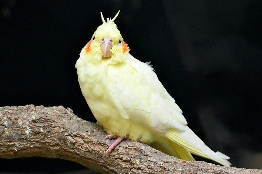 cockatiel