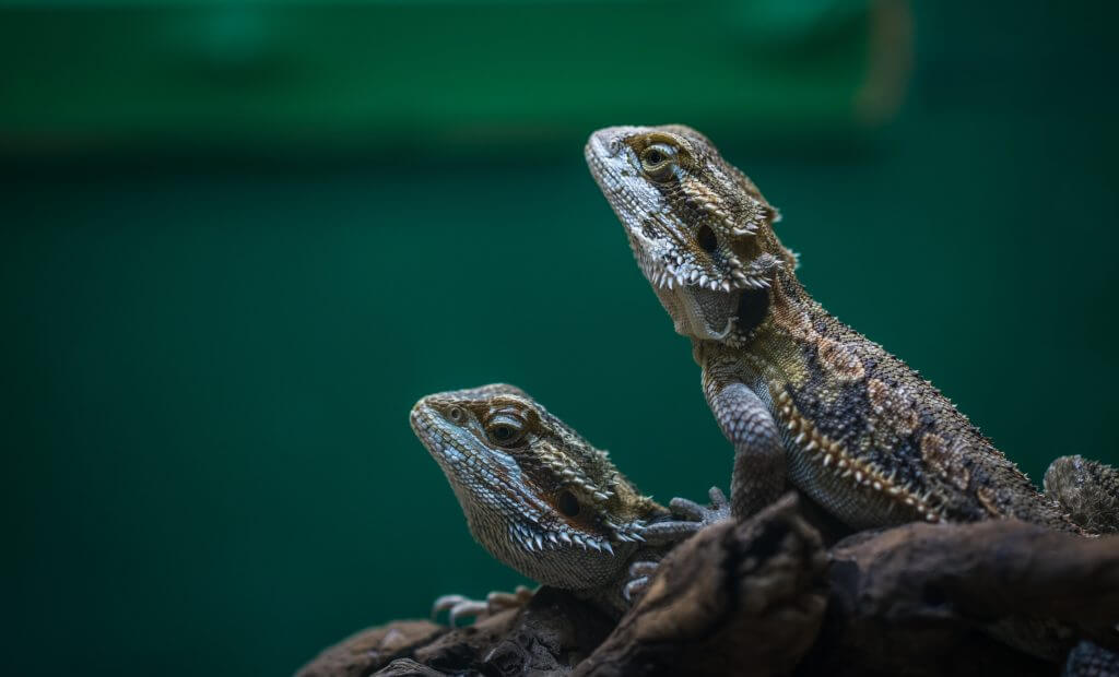 lizards in Florida