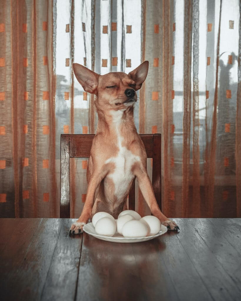Best Breakfast Ideas for Your Dog