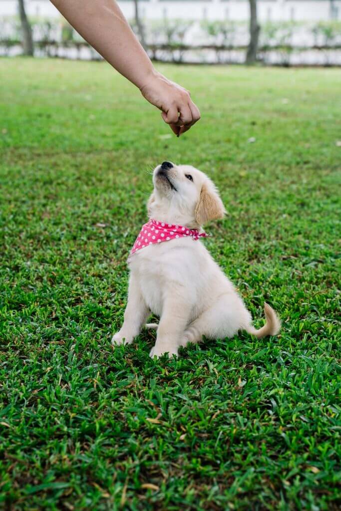 Dog can have aniseed 