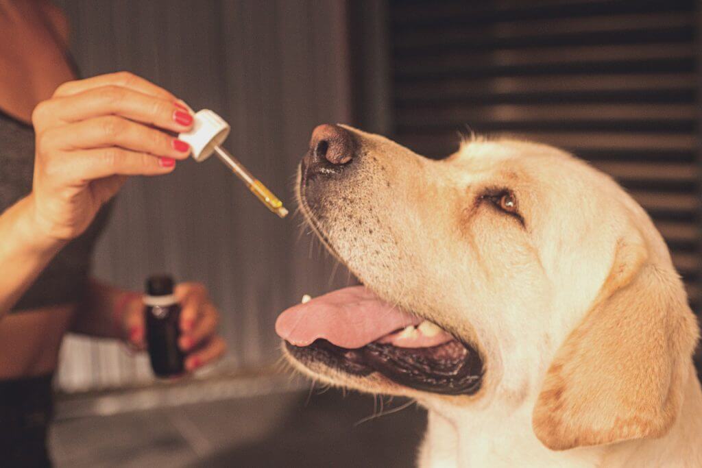 How much Vitamin E can my dog take