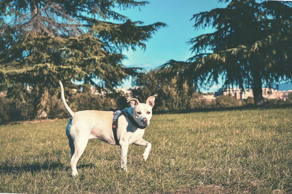 Pitbulls Mixes