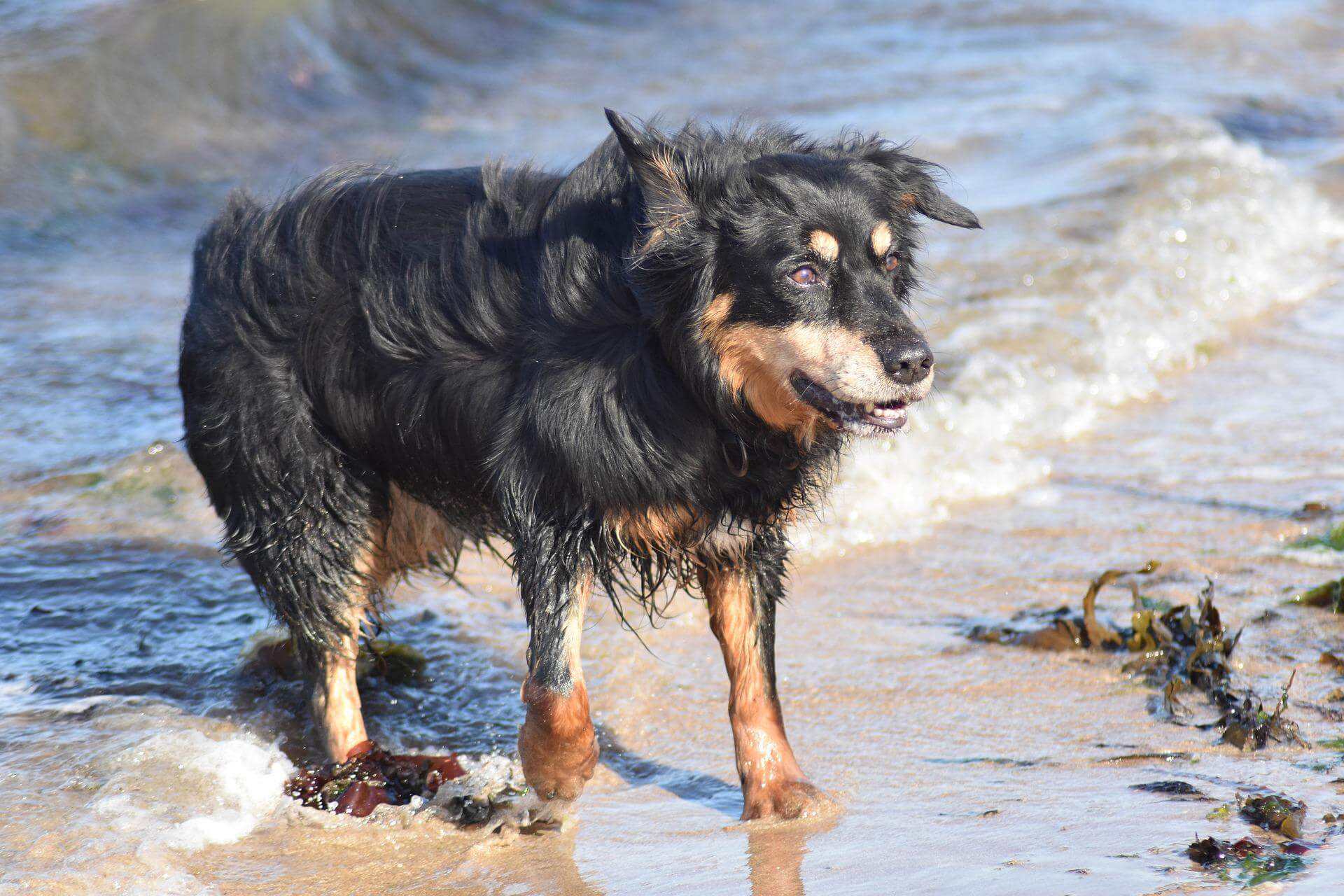 Can Dogs Have Seaweed? Rested Paws