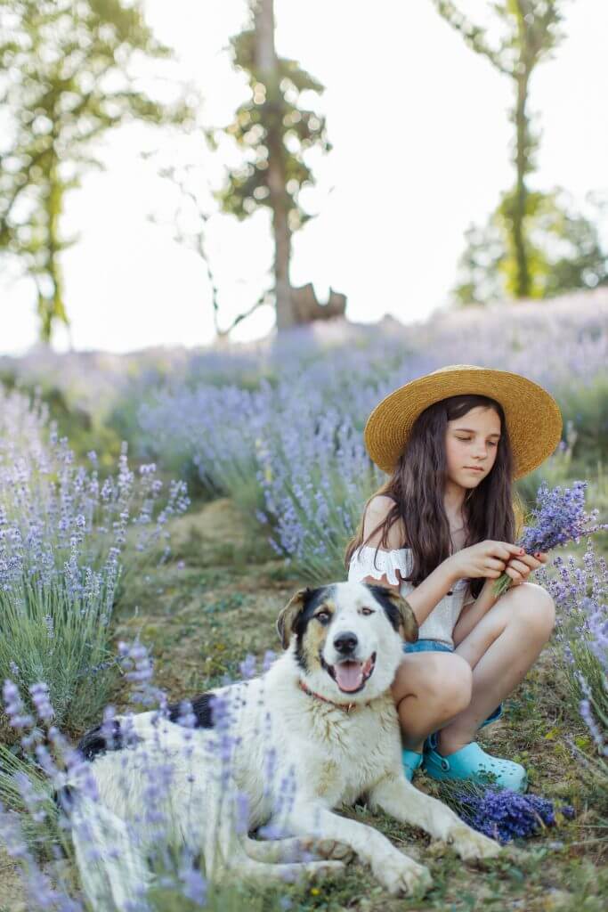 Should dogs stay away from Lavenders
