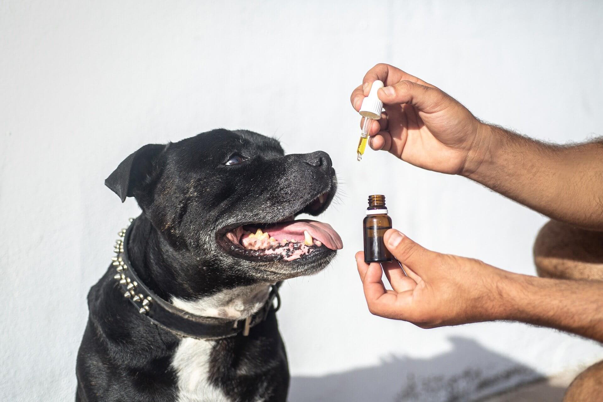 What Are the Most Used Essential Oils for Dogs and Cats