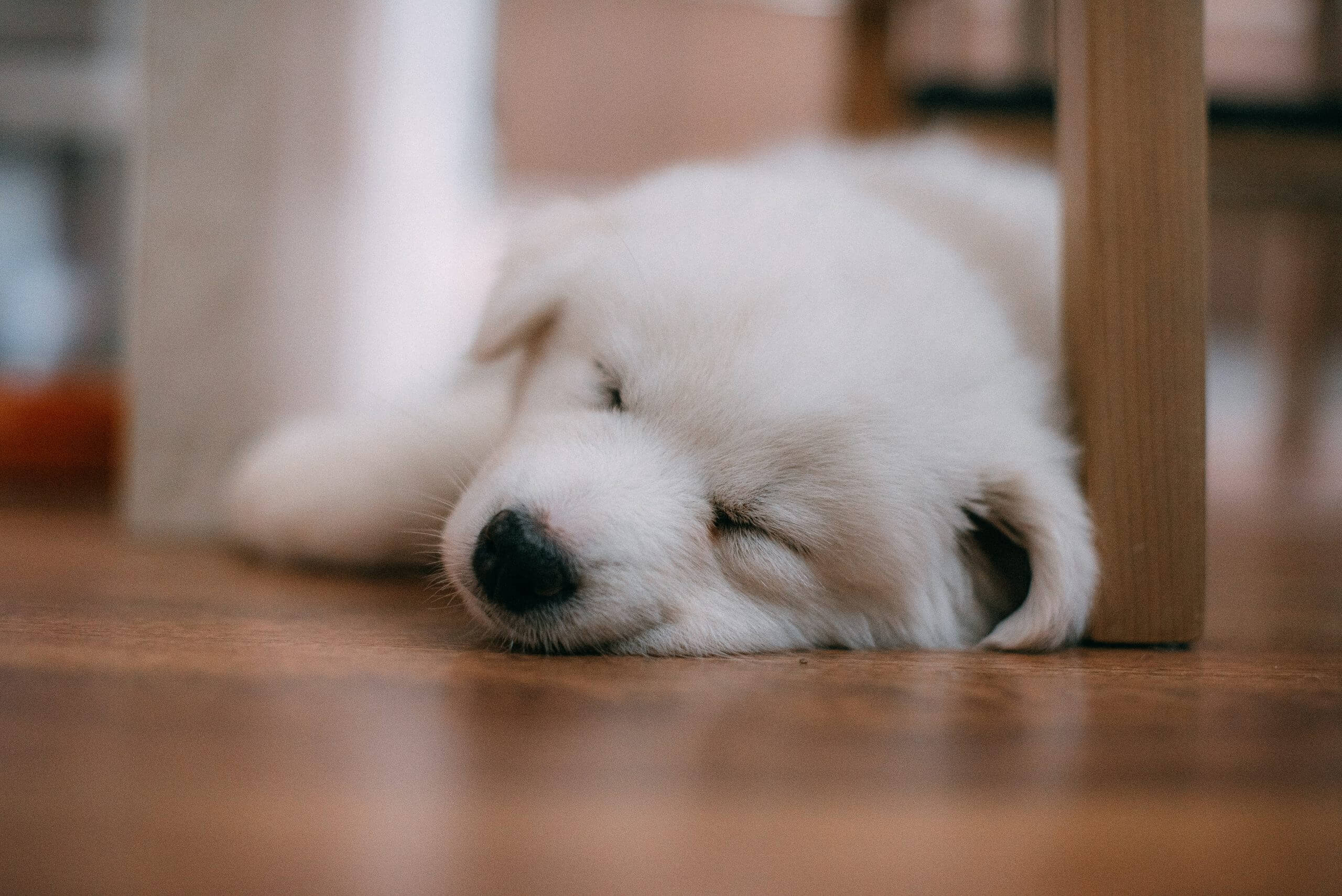 9 White Dog Breeds Big, Small & Fluffy (With Pictures) Rested Paws