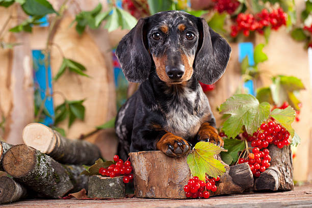dachshund in the autumn background with red leaves