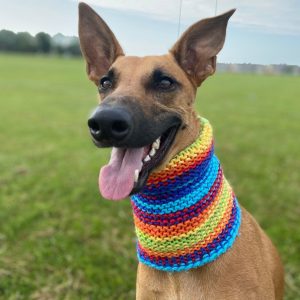 Rainbow Hand Knitted Dog Snood