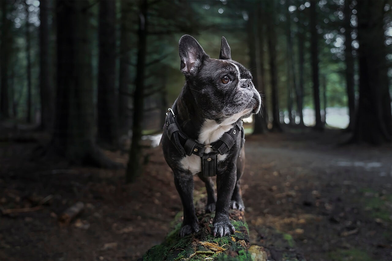 french bulldog breed and personality information