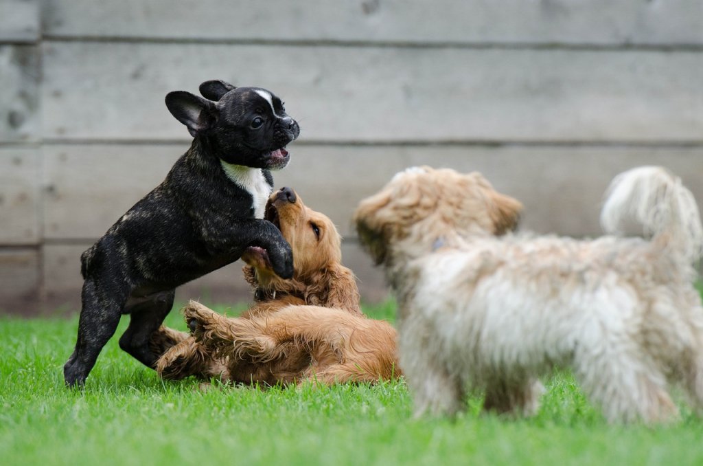 french bulldog with puppies
