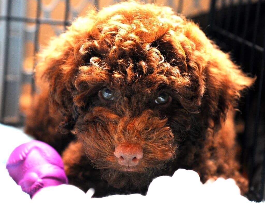 Labradoodle Dog Breed Information, Characteristics and Traits - Rested Paws