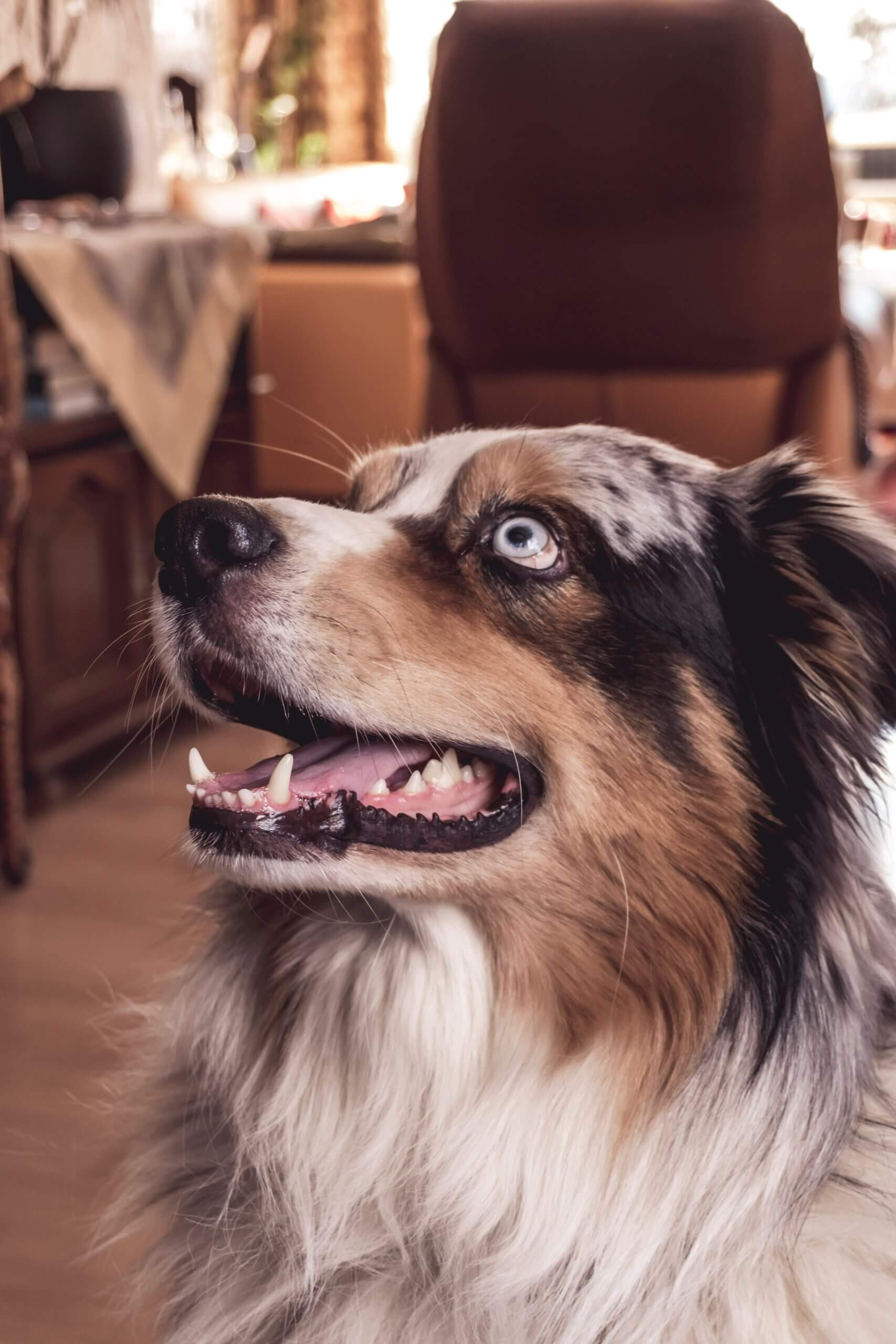 Australian Shepherd Dog Breed