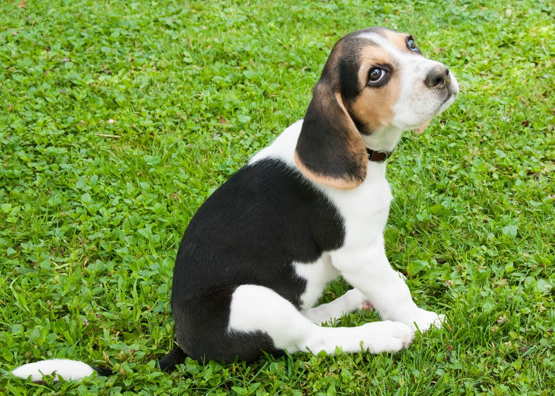 Beaglier Mixed Dog Breed